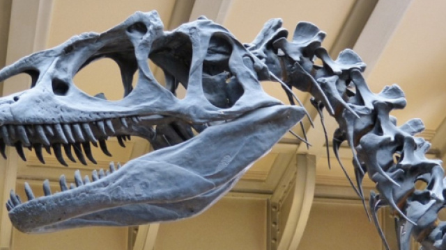 Lo scheletro del Tirannosauro al Museo di Londra