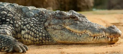 Cientista &eacute; devorada por crocodilo (Foto: Pixabay)