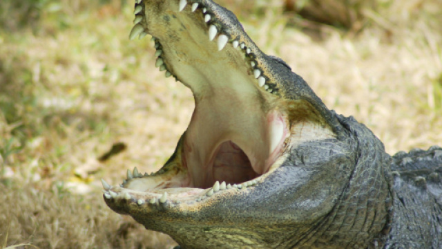 In Indonesia una scienziata &egrave; stata mangiata viva da un coccodrillo nel laboratorio di ricerca dove lavorava.
