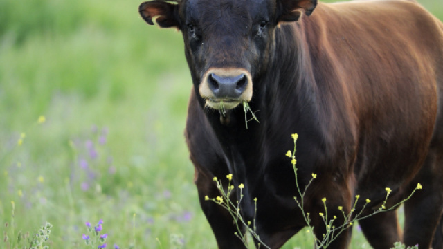 Oroscopo febbraio, previsioni Toro: al momento leggermente in ribasso