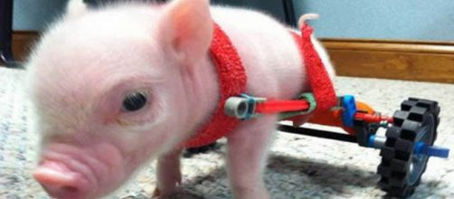 Chris Bacon ganhou uma ajudinha para se movinetar (Reprodu&ccedil;&atilde;o: Facebook)