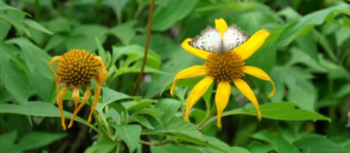 Ideal criativo. (Foto: Manu Magalh&atilde;es)