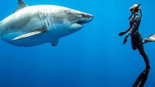La biologa marina Ocean Ramsey ha incontrato 'Deep Blue' esemplare di squalo bianco di oltre sei metri: &egrave; tra i pi&ugrave; grandi mai censiti.