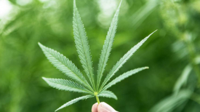 Cannabis sempre pi&ugrave; potente: dove si nasconde il pericolo secondo un recente studio