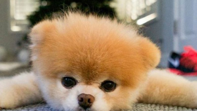 Le chien le plus mignon du monde n'est plus de ce monde