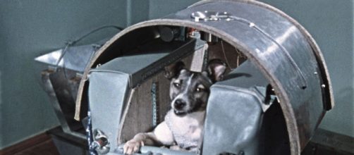 Cadela Laila (Arquivo Blasting News)