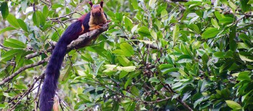 The giant Malabar squirrel lives in the forests of India. [Image Arshad.ka5/Wikimedia]
