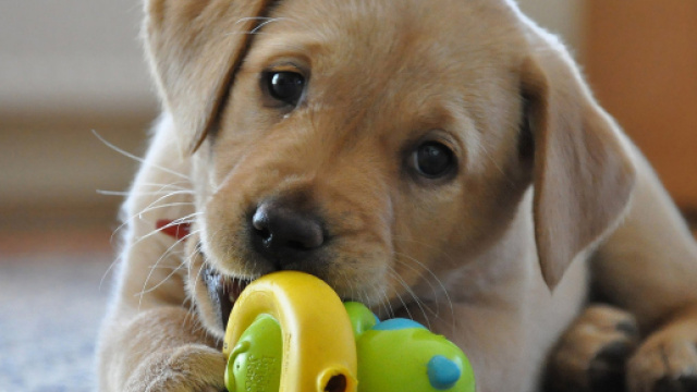 Allarme parvovirosi: il virus che uccide molti cani in Italia.