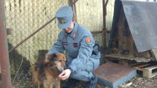 Maltrattamenti di animali a Grezzana, Villafranca e Dolc&egrave;