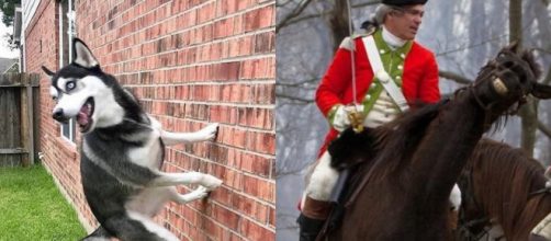 A intelig&ecirc;ncia de alguns animais &eacute; surpreendente (Reprodu&ccedil;&atilde;o)