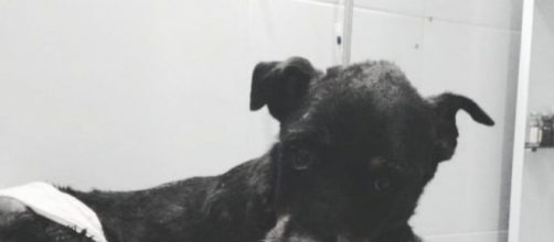 Dog&atilde;o estava em estado grave e acabou morrendo. (Foto/Reprodu&ccedil;&atilde;o)