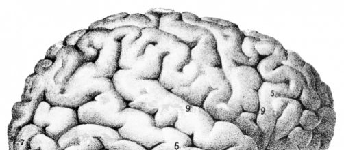 O c&eacute;rebro humano desenhado por Sanger Brown M.D. (Wikimedia Commons)