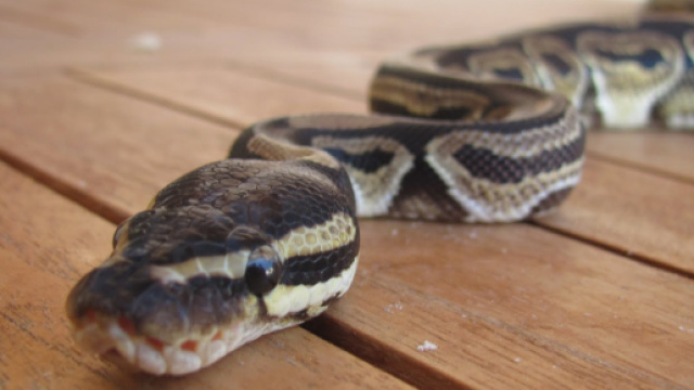 Australia, trovano un pitone nel wc di casa, famiglia salvata dal 'cacciatore di serpenti'