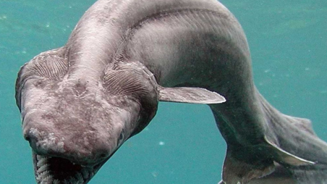 In Portogallo c'&egrave; uno squalo che risale all'epoca dei dinosauri ... - investireoggi.it