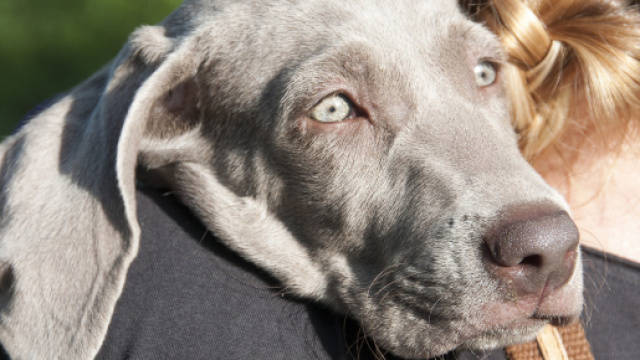 Lesioni acute cerebrali nel cane e nel gatto: si parla di ictus ... - ambulatorioveterinariolevante.it