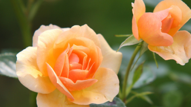 Oroscopo 26 gennaio: dolcezza per Bilancia e Leone, Pesci stakanovista