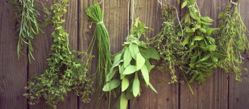 As plantas podem ser solu&ccedil;&otilde;es caseiras preventivas aos mosquitos. (Cr&eacute;dito da foto: ekaterinaborner via site myrecipes.com)