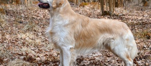 Un golden retriever salva a su amo en China
