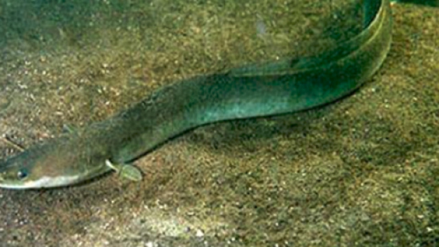 Cocaina nelle acque del Tamigi: le anguille diventano iperattive - Il Mattino