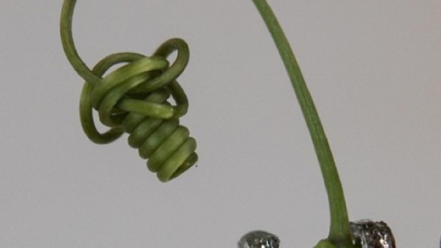 Una vera pianta rampicante attorno alla quale un robot-pianta avvolge come un viticcio (fonte: IIT) RIPRODUZIONE RISERVATA