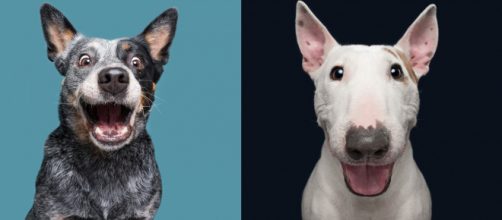 Os animais tamb&eacute;m s&atilde;o fotog&ecirc;nicos (Fotos - Elke Vogelsang)