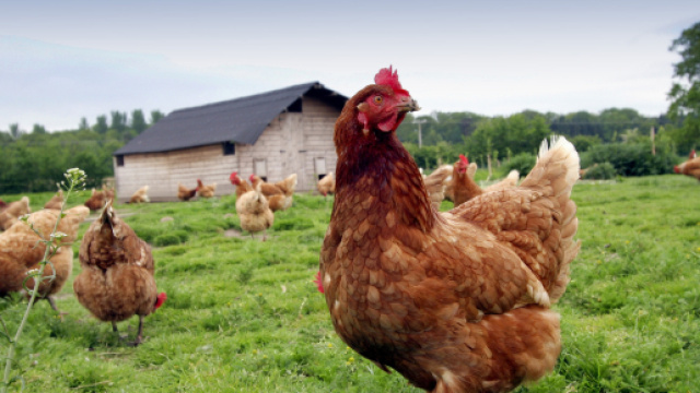 Galline geneticamente modificate depongono uova anti-cancro