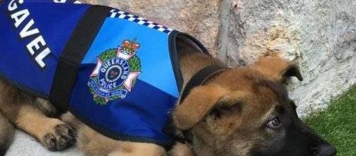 Gavel, el perro polic&iacute;a demasiado tierno