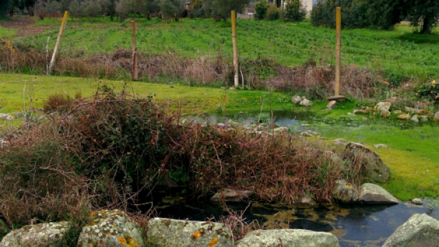 Spagna, cane si getta nel pozzo: padrone muore per salvarlo