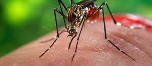 Algunas son transmitidas por picaduras de insectos