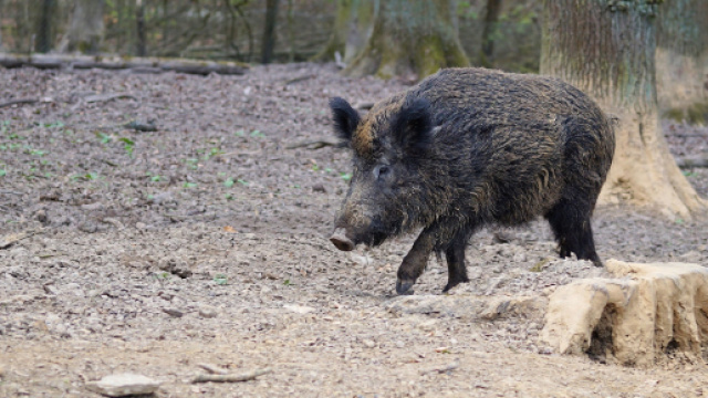 Incidente stradale causato dal transito di alcuni animali