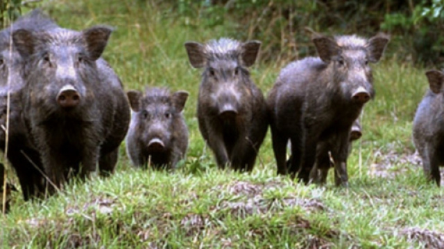 Lodi, branco di cinghiali attraversa la A1 e provoca maxi-tamponamento: 1 morto e 5 feriti