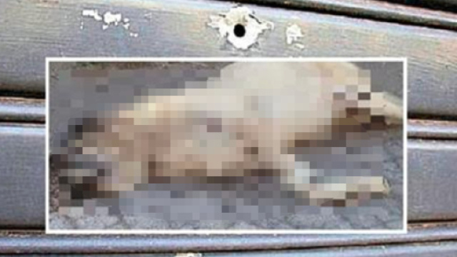 Spari contro un bar, ucciso cane che si riparava dal freddo e dai fuochi: indagano i carabinieri - Internapoli