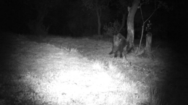 Un branco di cinghiali stanotte ha attraversato un tratto di autostrada A1 provocando la morte di un uomo.
