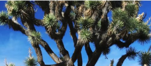 Joshua Tree National Park. [Image source/GoTraveler YouTube video]