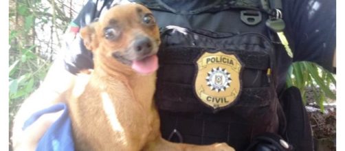 Os animais foram apreendidos pela Pol&iacute;cia Civil (Foto: Pol&iacute;cia Civil/Divulga&ccedil;&atilde;o)
