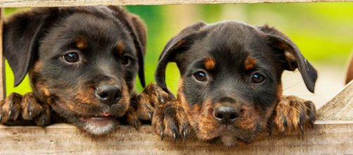 Animals have a built-in sense of adventure and fun, which can be seen from the videos below. [Image Pixabay]