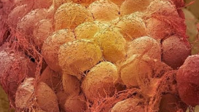 Celule del tessuto adiposo viste al microscopio