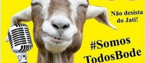 Animais que foram candidatos a prefeitos e vereadores (Reprodu&ccedil;&atilde;o)