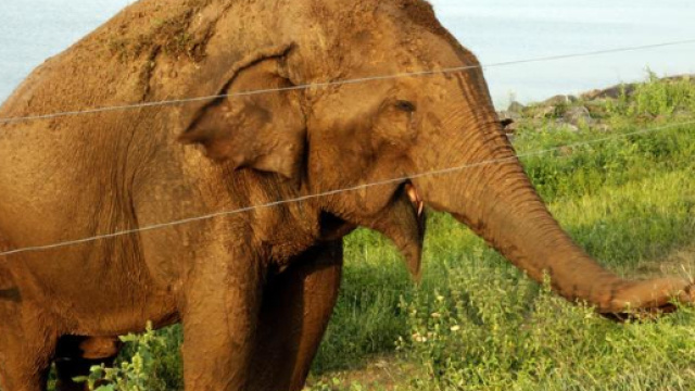 Sri Lanka, uomo tenta di ipnotizzare un elefante, l'animale lo carica e muore colpestato