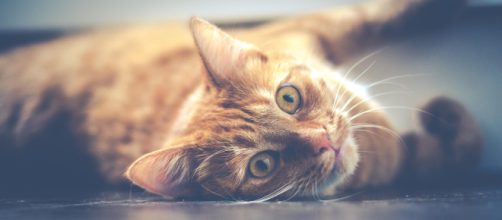 Detalhes sobre alimenta&ccedil;&atilde;o e sono dos gatos. (Foto: Dariusz Sankowski)