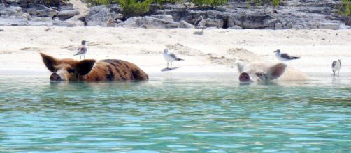 Swim with feral pigs on a visit to the Caribbean. [Image cdorobek/Wikimedia]