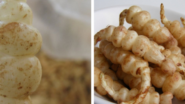 L&eacute;gumes de saison : les crosnes, petits tubercules &agrave; red&eacute;couvrir