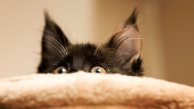 Mon chat a peur - Phobies du chat - Doctissimo - doctissimo.fr