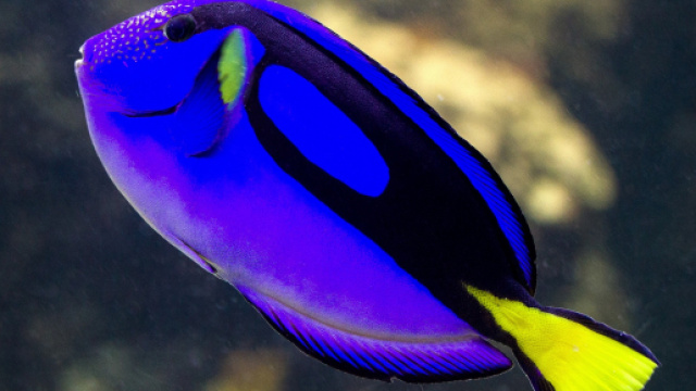 Oroscopo 3 ottobre: Gemelli brioso, Pesci ozioso.