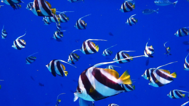 Oroscopo, classifica 12 ottobre: novit&agrave; per Acquario, Pesci pigro.