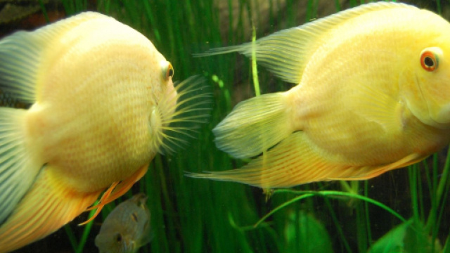 Oroscopo settimanale dal 4 al 10 novembre 2019: Pesci creativo, Cancro galante.