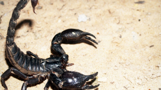 Il segno zodiacale dello Scorpione