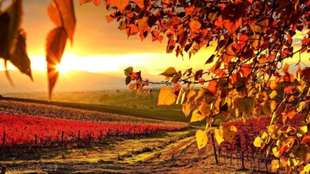 Oroscopo 29 ottobre: Scorpione sarcastico, Bilancia gelosa