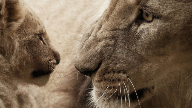 Oroscopo luned&igrave; 14 ottobre: shopping per Leone e Sagittario.