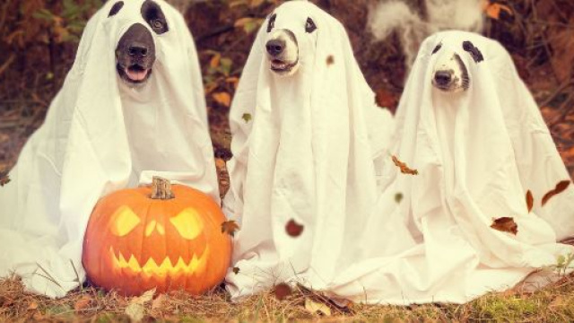 Oroscopo 31 ottobre: Ariete e Pesci alla ricerca di distensione